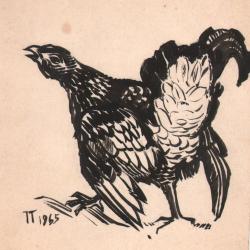 Jadwiga Trzcińska, "Głuszec" (projekt ilustracji książkowej)